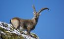 Den stolzen Steinbock schon zum zweiten Mal vom Himmel heruntergeholt